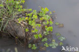 Waterclover (Marsilea quadrifolia)