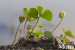 Waterclover (Marsilea quadrifolia)
