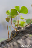 Waterclover (Marsilea quadrifolia)