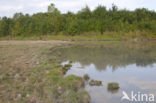 Waterklavervaren (Marsilea quadrifolia)