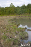 Waterklavervaren (Marsilea quadrifolia)