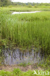 Waterlepeltje (Ludwigia palustris) 