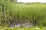 Hampshire-purslane (Ludwigia palustris)