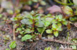 Waterlepeltje (Ludwigia palustris) 