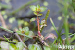 Waterlepeltje (Ludwigia palustris) 