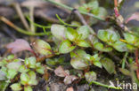 Waterlepeltje (Ludwigia palustris) 