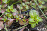 Waterlepeltje (Ludwigia palustris) 