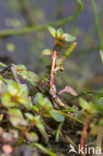 Waterlepeltje (Ludwigia palustris) 