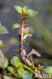 Waterlepeltje (Ludwigia palustris) 