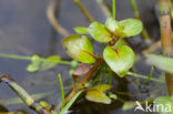 Waterlepeltje (Ludwigia palustris) 