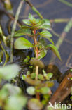 Waterlepeltje (Ludwigia palustris) 