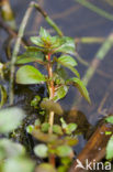 Waterlepeltje (Ludwigia palustris) 