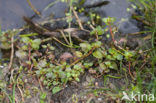 Hampshire-purslane (Ludwigia palustris)