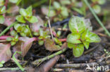 Waterlepeltje (Ludwigia palustris) 