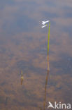 Waterlobelia (Lobelia dortmanna)