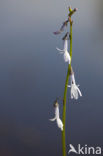 Waterlobelia (Lobelia dortmanna)