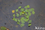 Waterchestnut (Trapa natans)