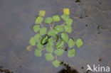 Waterchestnut (Trapa natans)