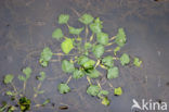 Waterchestnut (Trapa natans)