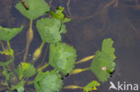 Waterchestnut (Trapa natans)