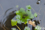 Waterchestnut (Trapa natans)