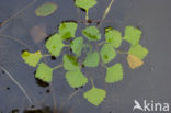 Waterchestnut (Trapa natans)