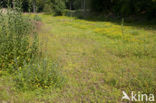 Wijdbloeiende rus (Juncus tenageia) 