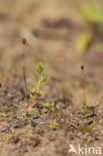 Wijdbloeiende rus (Juncus tenageia) 