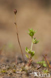 Wijdbloeiende rus (Juncus tenageia) 