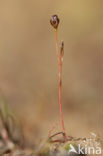 Wijdbloeiende rus (Juncus tenageia) 