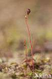 Wijdbloeiende rus (Juncus tenageia) 