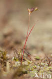 Wijdbloeiende rus (Juncus tenageia) 