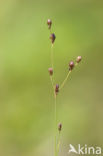 Wijdbloeiende rus (Juncus tenageia) 