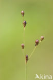 Wijdbloeiende rus (Juncus tenageia) 