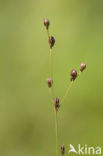 Wijdbloeiende rus (Juncus tenageia) 