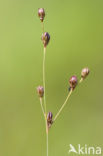 Wijdbloeiende rus (Juncus tenageia) 