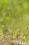 Wijdbloeiende rus (Juncus tenageia) 