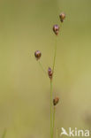 Wijdbloeiende rus (Juncus tenageia) 