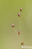 Wijdbloeiende rus (Juncus tenageia) 