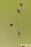 Sand Rush (Juncus tenageia)