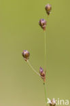 Wijdbloeiende rus (Juncus tenageia) 