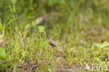 Sand Rush (Juncus tenageia)