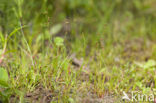 Wijdbloeiende rus (Juncus tenageia) 