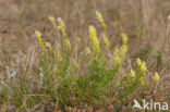 Yellow Cut-leaved Mignonette (Reseda lutea)