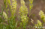 Yellow Cut-leaved Mignonette (Reseda lutea)