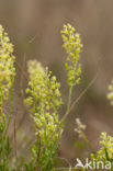 Yellow Cut-leaved Mignonette (Reseda lutea)