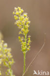 Yellow Cut-leaved Mignonette (Reseda lutea)