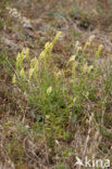 Yellow Cut-leaved Mignonette (Reseda lutea)