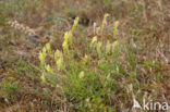 Yellow Cut-leaved Mignonette (Reseda lutea)