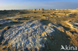 White Desert National Park